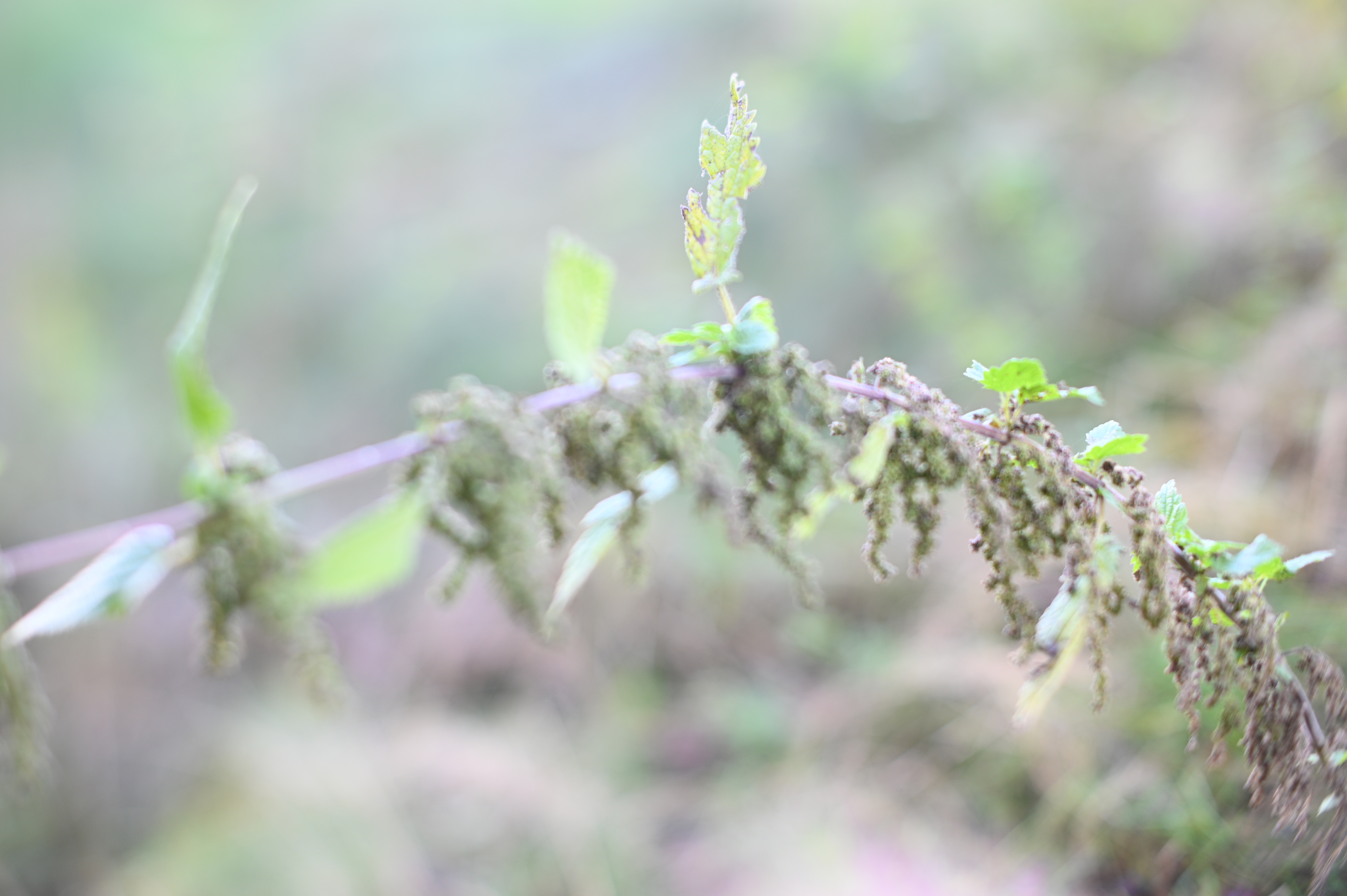 2025/10/18 - walk/DSC_0066.JPG